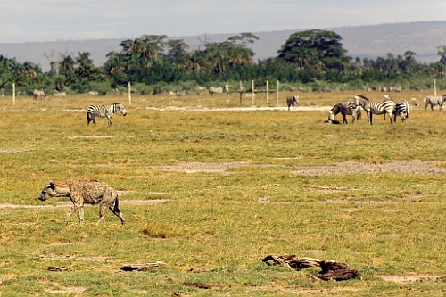 Kenia (245)